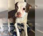 Small #1 Boston Terrier Mix
