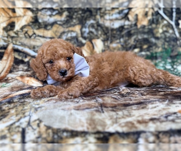 Medium Photo #3 Cavapoo (Miniature) Puppy For Sale in LAKELAND, FL, USA