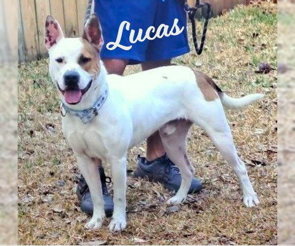 Medium Photo #1 American Staffordshire Terrier-Unknown Mix Puppy For Sale in HOUSTON, TX, USA