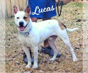 American Staffordshire Terrier-Unknown Mix Dogs for adoption in HOUSTON, TX, USA