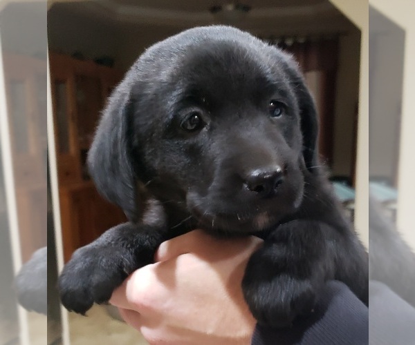 Medium Photo #25 Labrador Retriever Puppy For Sale in OLYMPIA, WA, USA