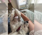 Small #4 Australian Shepherd Mix