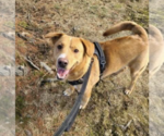 Small #4 Labrador Retriever Mix