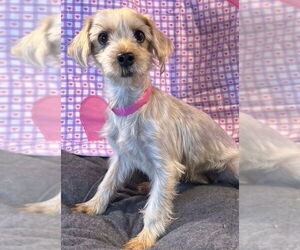 Mutt Dogs for adoption in Bon Carbo, CO, USA