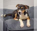 Small #2 Mutt