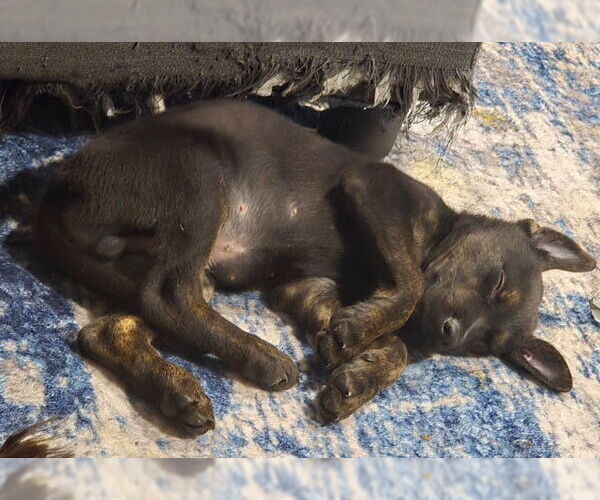 Medium Photo #2 German Shepherd Dog-Unknown Mix Puppy For Sale in Fort Wayne, IN, USA