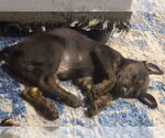 Small #1 German Shepherd Dog Mix