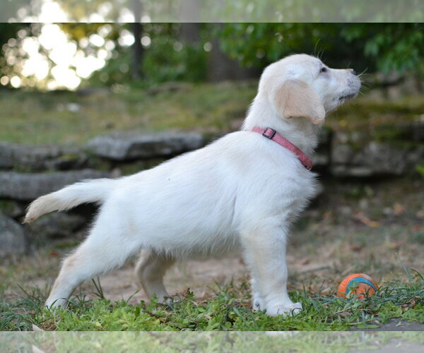 Medium Photo #3 Golden Retriever Puppy For Sale in Germanton, TN, USA