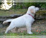 Small #2 Golden Retriever