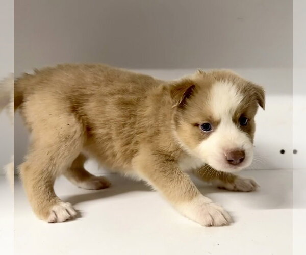 Medium Photo #7 Labrador Retriever-Unknown Mix Puppy For Sale in San Diego, CA, USA