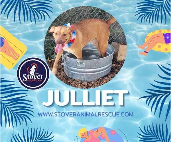 Medium Photo #7 Labrador Retriever-Red Heeler Mix Puppy For Sale in Stover, MO, USA