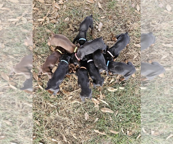 Medium Photo #1 Doberman Pinscher Puppy For Sale in TIPTON, MO, USA