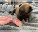 Small Photo #206 Belgian Malinois Puppy For Sale in REESEVILLE, WI, USA