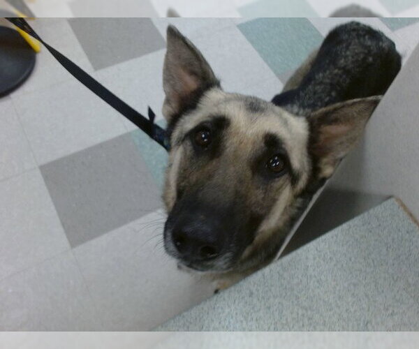 Medium Photo #1 German Shepherd Dog Puppy For Sale in Oklahoma City, OK, USA