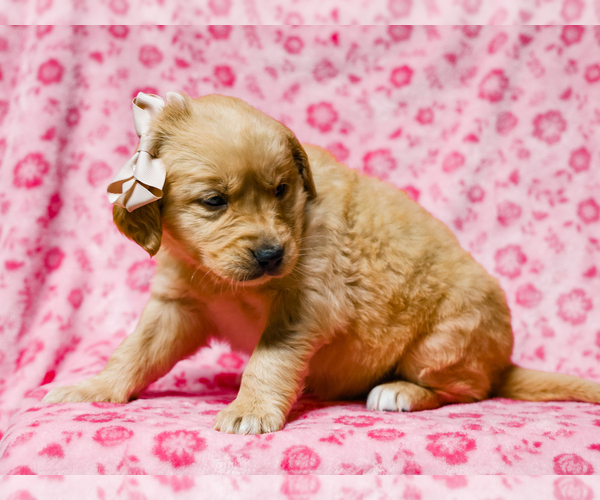 Medium Photo #5 Golden Retriever Puppy For Sale in LIBERTY, KY, USA