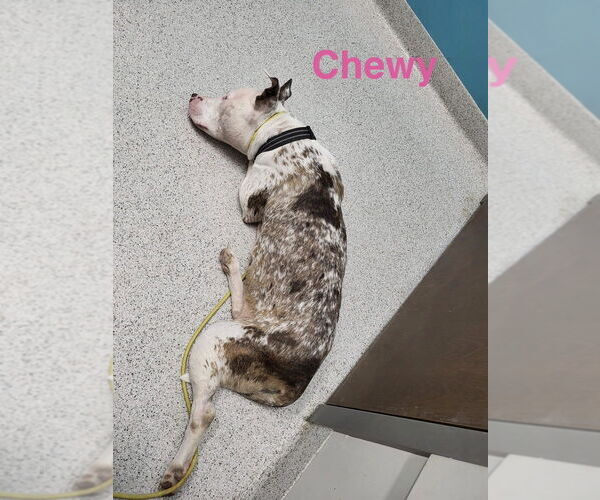 Medium Photo #4 Mutt Puppy For Sale in Foristell, MO, USA