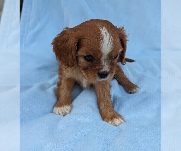 Medium Photo #5 Cavalier King Charles Spaniel Puppy For Sale in DUNNVILLE, KY, USA
