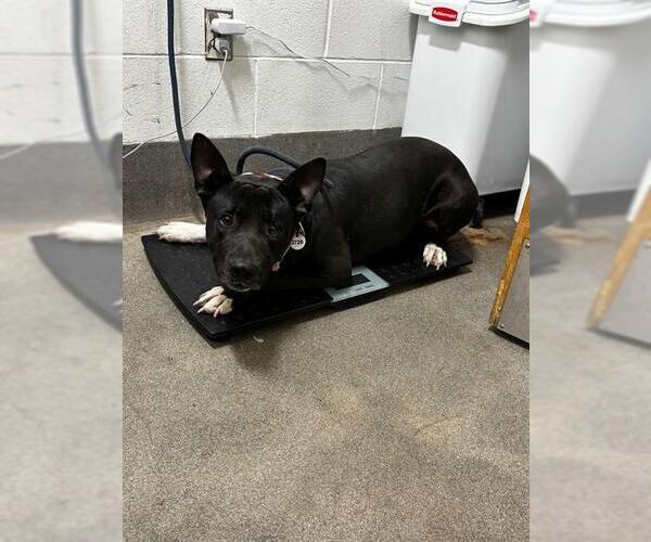 Medium Photo #1 German Shepherd Dog-Unknown Mix Puppy For Sale in Forestville, MD, USA