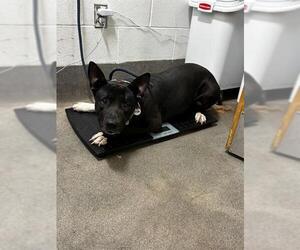 German Shepherd Dog-Unknown Mix Dogs for adoption in Forestville, MD, USA