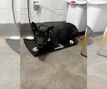*DREW - Male German Shepherd Dog-Unknown Mix Dog for Adoption - Small photo