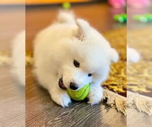 Samoyed Puppy for sale in PACIFICA, CA, USA
