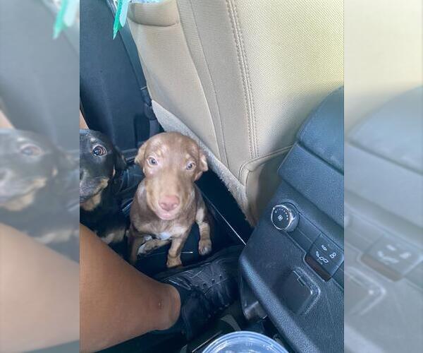 Medium Photo #1 Doberman Pinscher-Unknown Mix Puppy For Sale in Stockton, CA, USA