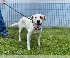 Poppy - Female Labrador Retriever Dog for Adoption - Photo #4