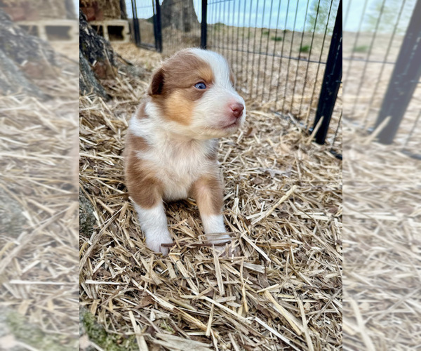 Medium Photo #4 Australian Shepherd Puppy For Sale in SMITHS GROVE, KY, USA