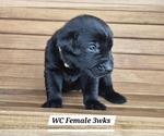 Small Photo #84 Labrador Retriever Puppy For Sale in EDGEWOOD, TX, USA