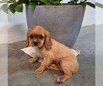 Small #1 Cavalier King Charles Spaniel