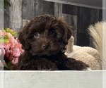 Small Havanese