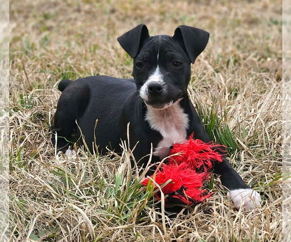 Medium Photo #1 Boston Huahua Puppy For Sale in Wakefield, RI, USA