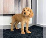 Small Photo #3 Goldendoodle Puppy For Sale in FRANKLIN, IN, USA