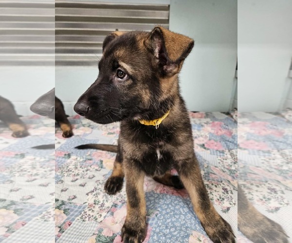 Medium Photo #5 German Shepherd Dog Puppy For Sale in Gretna, NE, USA