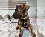 Small #4 German Shepherd Dog