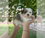 Small #1 Havanese
