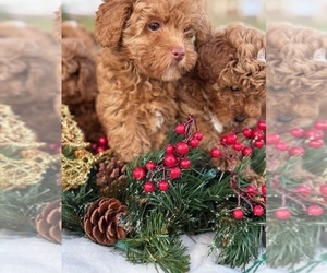 Poodle (Toy) Puppy for sale in LOXAHATCHEE, FL, USA