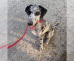Small #1 Poodle (Standard) Mix