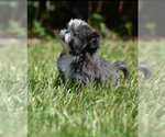 Small #6 Shih Tzu