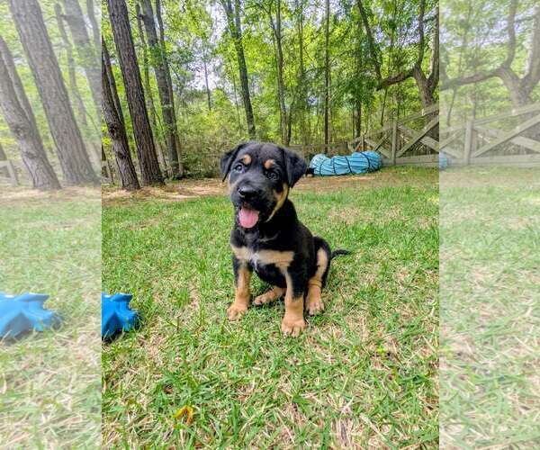 Medium Photo #1 Labrador Retriever-Unknown Mix Puppy For Sale in The Woodlands, TX, USA