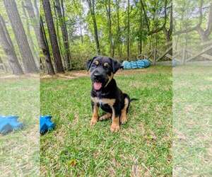 Labrador Retriever-Unknown Mix Dogs for adoption in The Woodlands, TX, USA