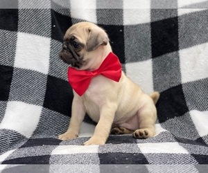 Pug Puppy for sale in LAKELAND, FL, USA