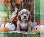 Small Cocker Spaniel
