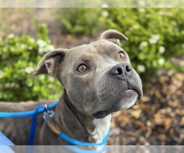 Medium Photo #1 American Staffordshire Terrier-Unknown Mix Puppy For Sale in Tavares, FL, USA