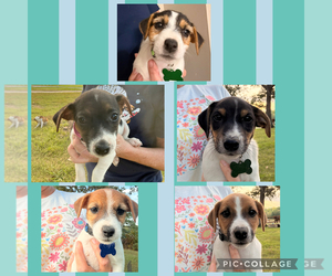 Jack Russell Terrier Litter for sale in FREEMAN, MO, USA