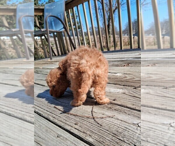 Medium Photo #21 Goldendoodle (Miniature) Puppy For Sale in GASTONIA, NC, USA