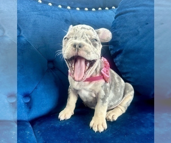 Medium Photo #6 French Bulldog Puppy For Sale in HAYWARD, CA, USA