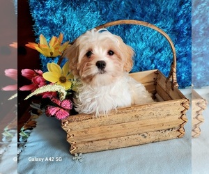 Cav-A-Malt Puppy for Sale in BELDING, Michigan USA