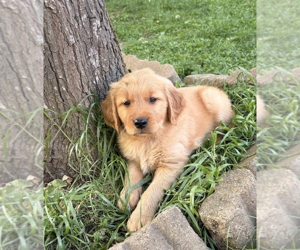 Medium Photo #1 Golden Retriever Puppy For Sale in VANCOUVER, WA, USA