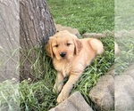 Puppy Puppy 6 Red Golden Retriever